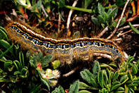 Malacosoma castrens Malacosoma castrens